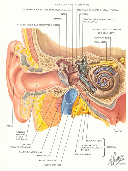 How we hear